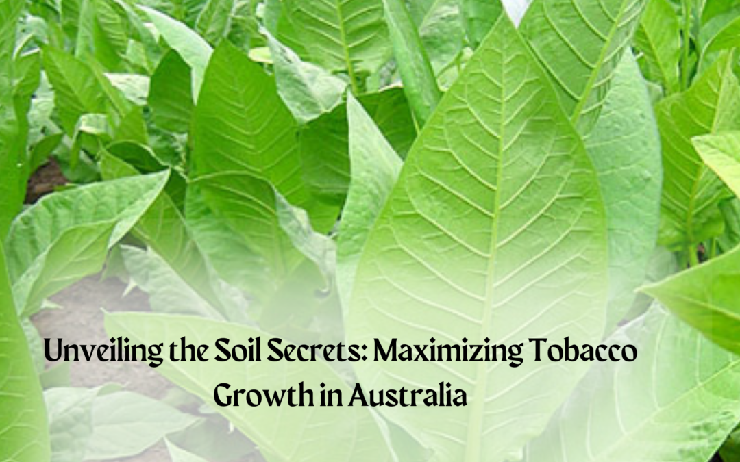 Unveiling the Soil Secrets: Maximizing Tobacco Growth in Australia